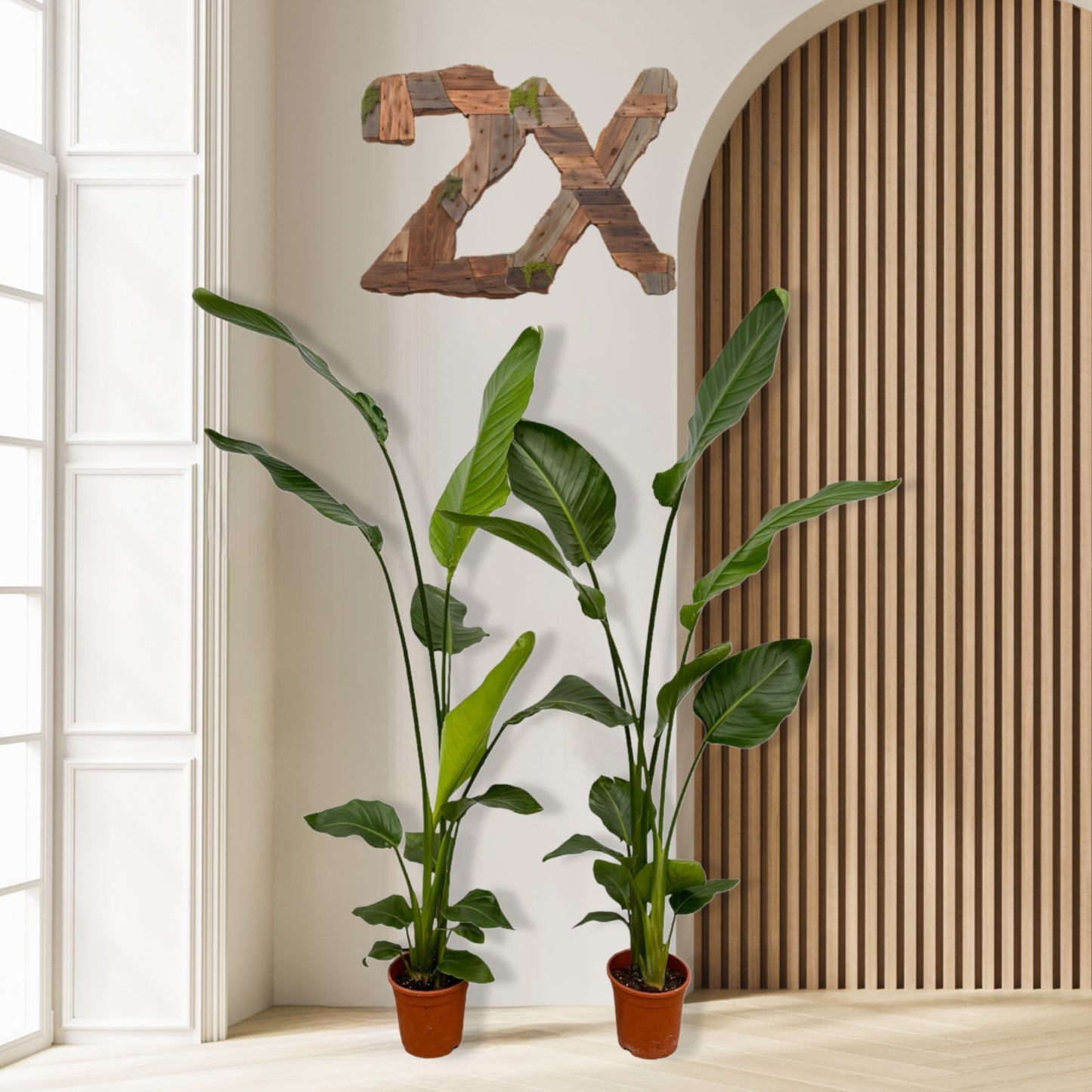 2x Strelitzia Nicolai - 100 tot 130 cm