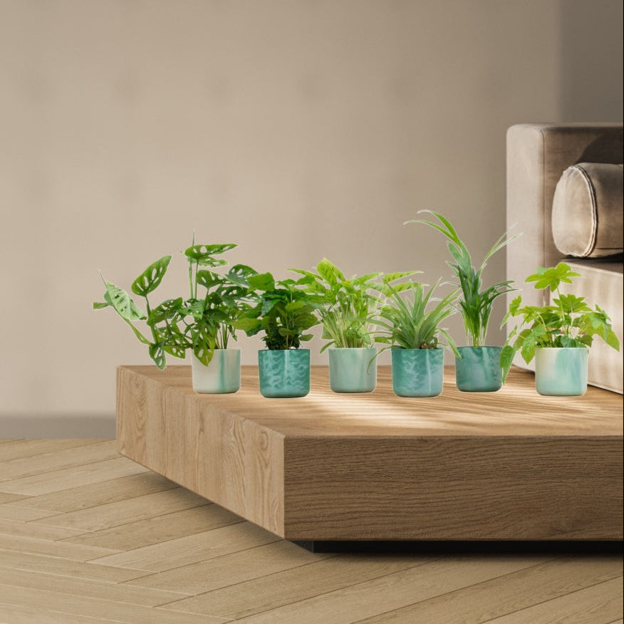 Verrassingsbox - 6 planten inclusief Elho Ocean Potten