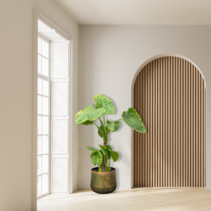 Alocasia Portodora enkele stam - 180cm