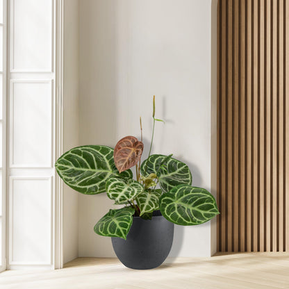 Anthurium Crystal Hybride - Ø17cm - ↕40cm