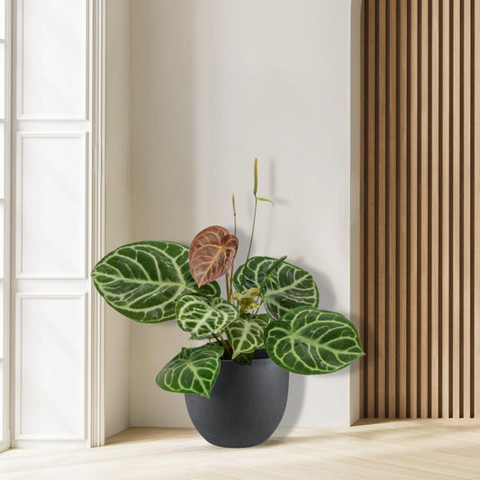 Anthurium Crystal Hybride - Ø17cm - ↕40cm