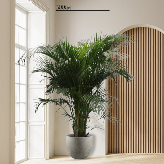 Dypsis Lutescens (Areca Palm) - 230 cm - ø40