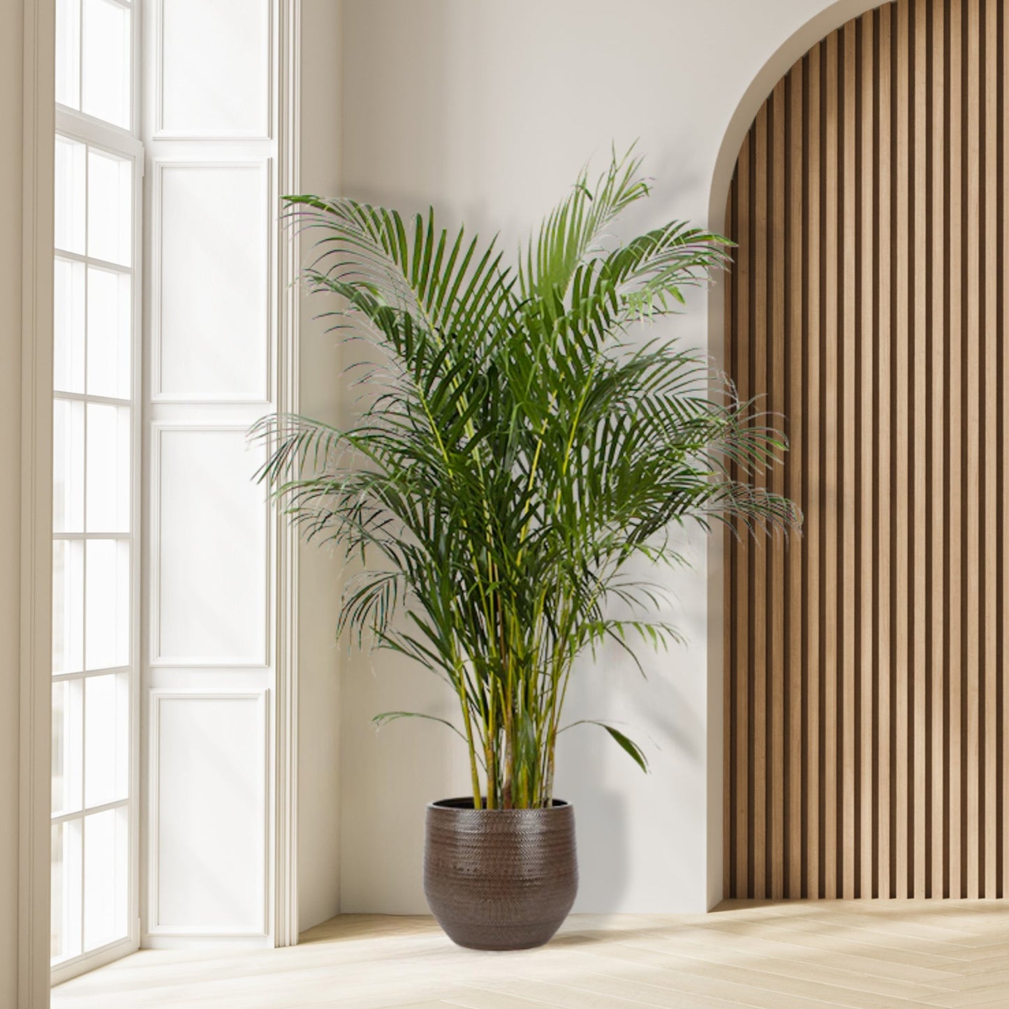 Areca palm - 150 tot 240 cm