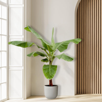 Bananenplant (Musa) - 170cm - Ø30