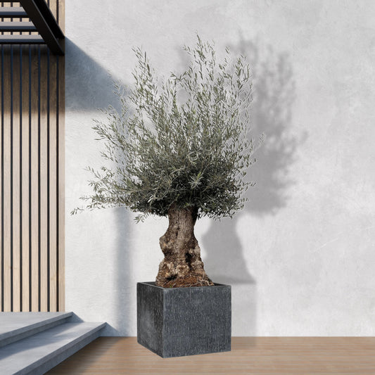 Olea Europaea Bonsai - 270cm- Ø80