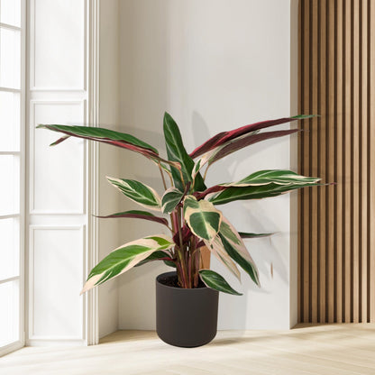 Calathea Triostar - Pauwenplant - Ø19cm - ↕70cm