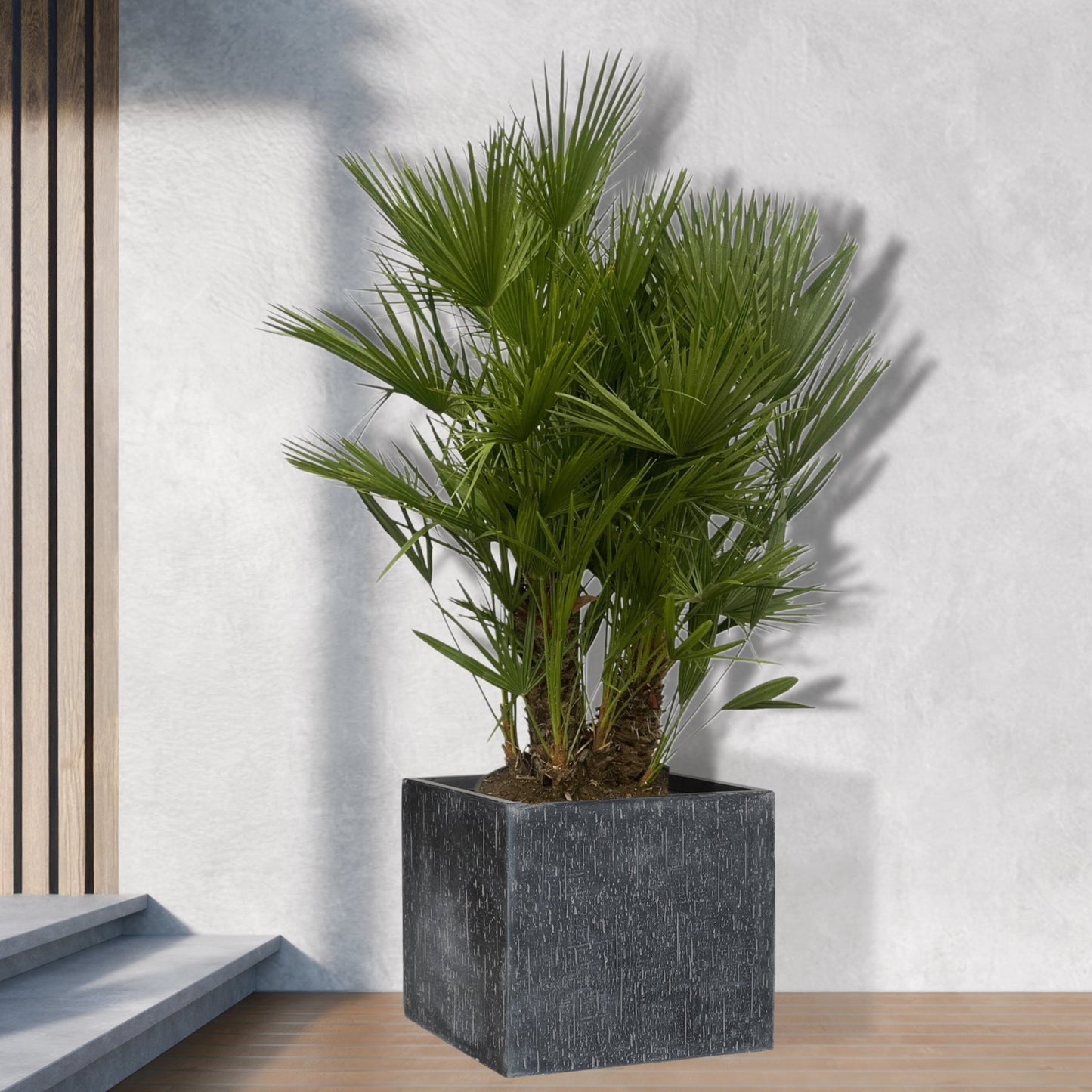 Chamaerops Humilis 100 tot 180cm