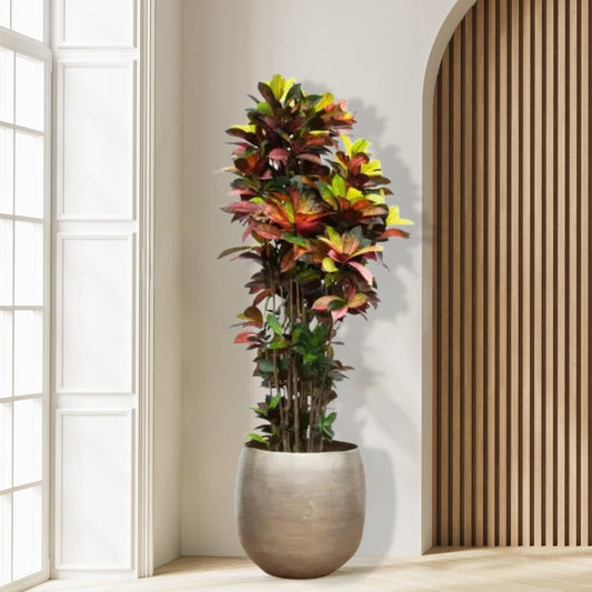 Croton_Iceton_190cm_Grigiopot_Plant