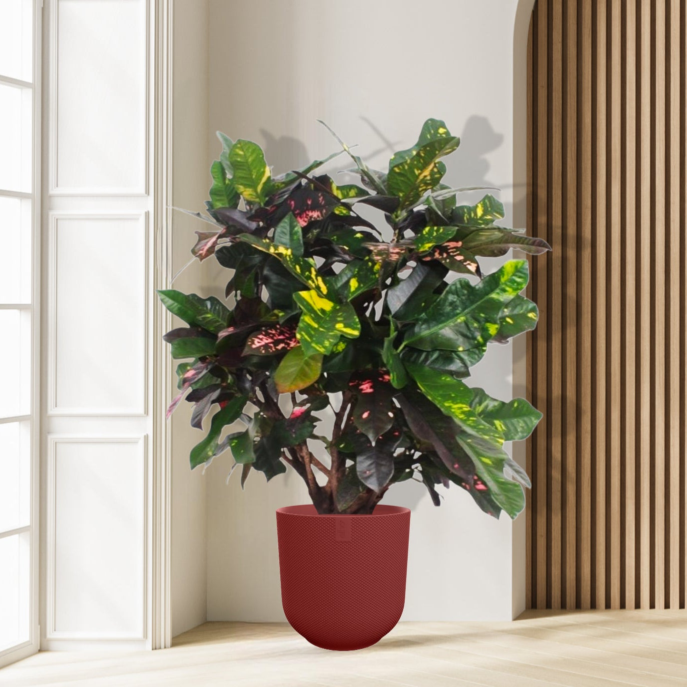 Croton Magnificent - Ø27cm - ↕110cm