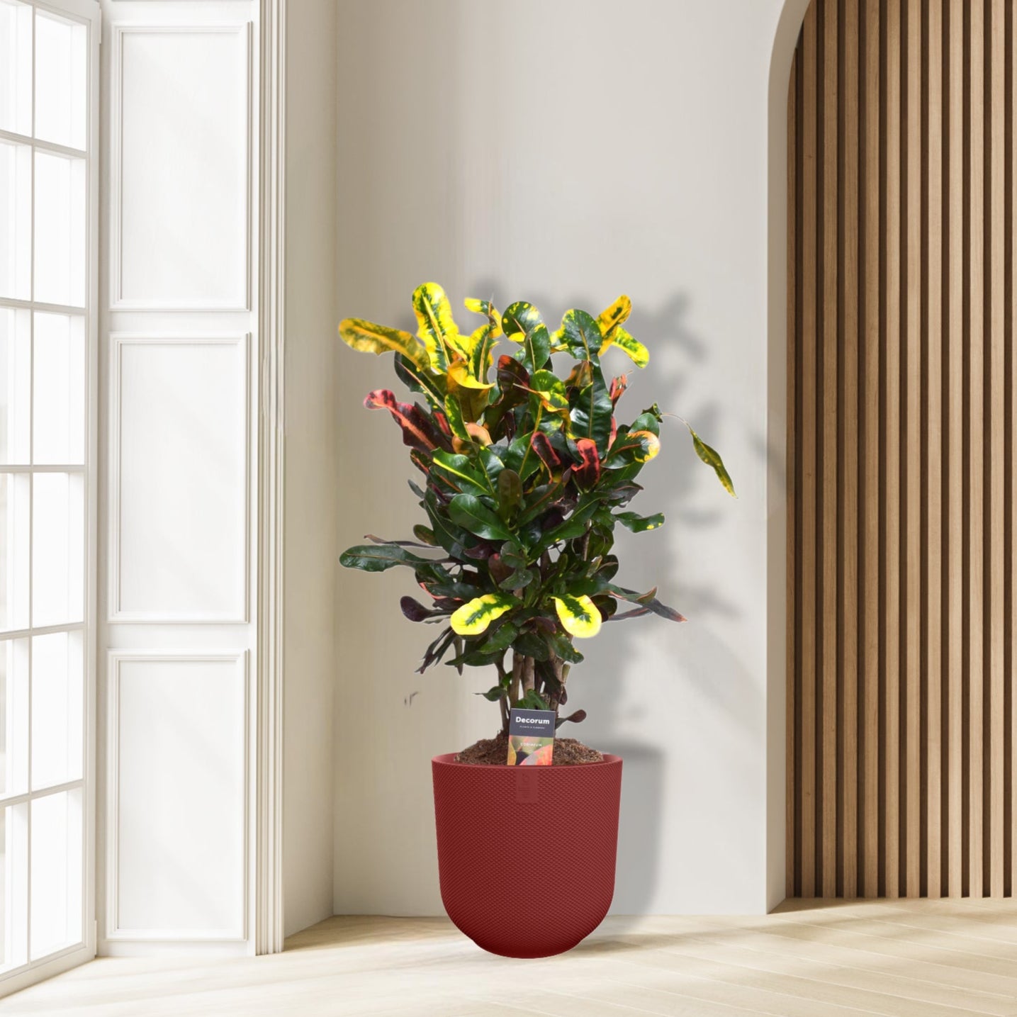 Croton Mammi - Ø17cm - ↕60cm