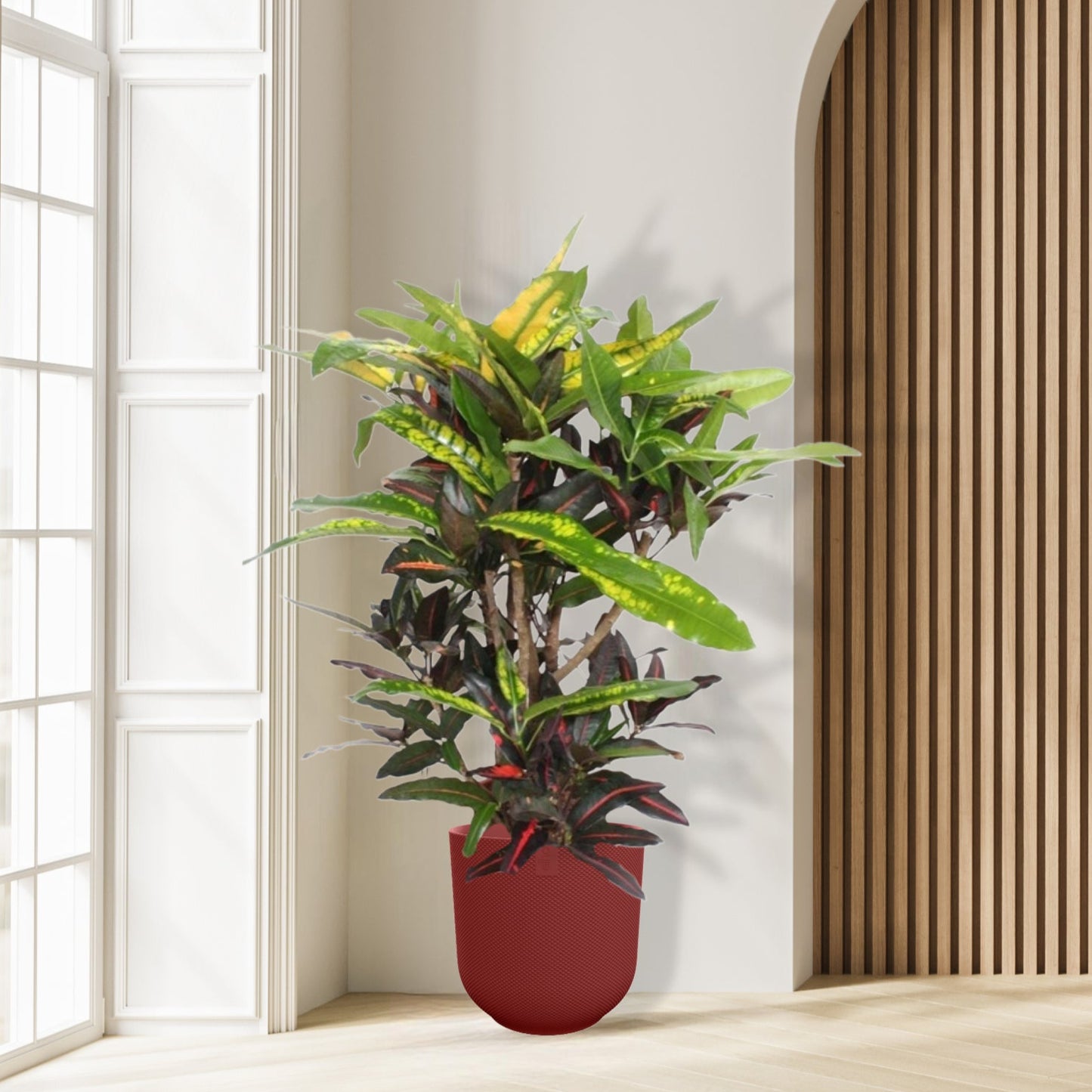 Croton Mango - Ø27cm - ↕110cm