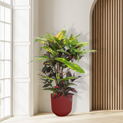 Croton Mango - Ø27cm - ↕110cm