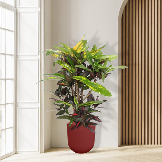 Croton Mango - Ø27cm - ↕110cm