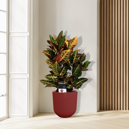 Croton Petra - Ø17cm - ↕55cm