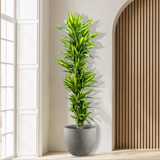 Dracaena_Cintho_vertakt_plant