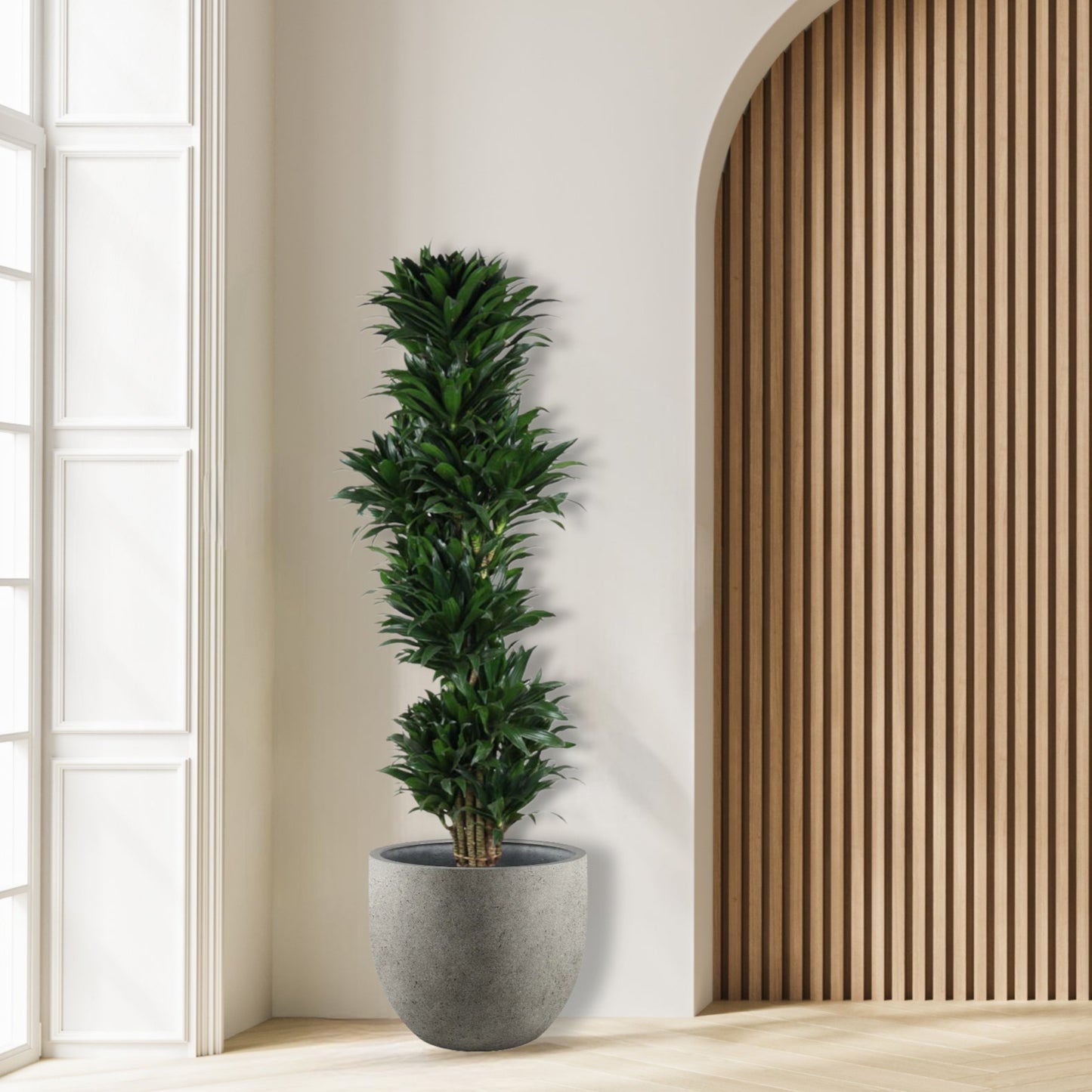 Dracena_Compacta_vertakt