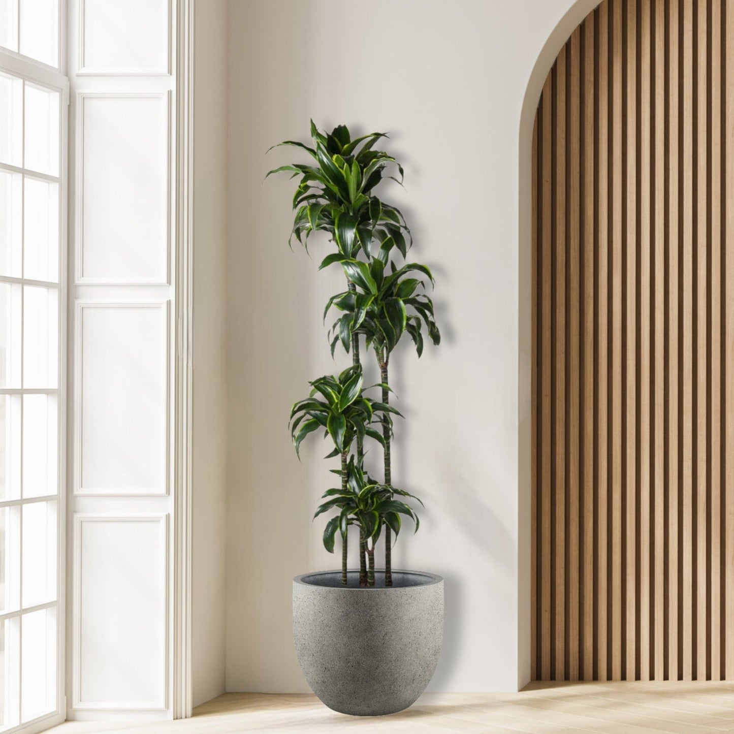 Dracaena Dorado - 170 cm - ø27