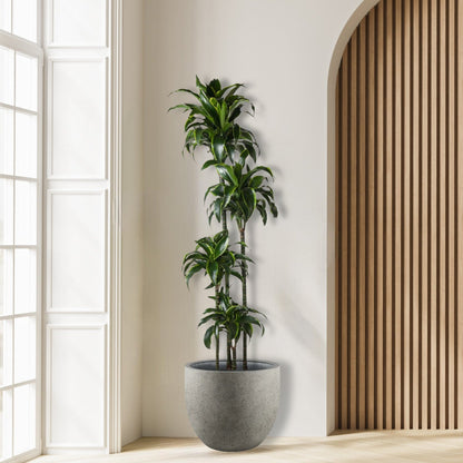 Dracaena Dorado - 170 cm - ø27