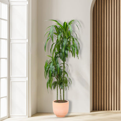 Dracaena_Hawaiiana_Plant