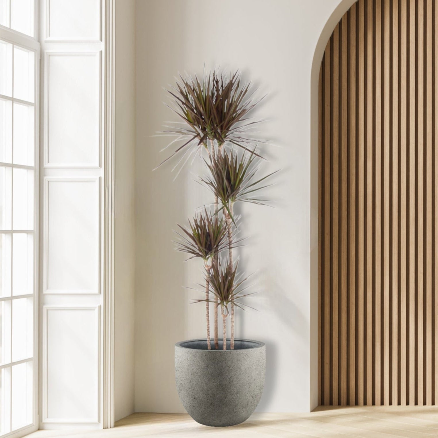 Dracena_Magenta_Plant