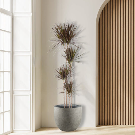 Dracena_Magenta_Plant