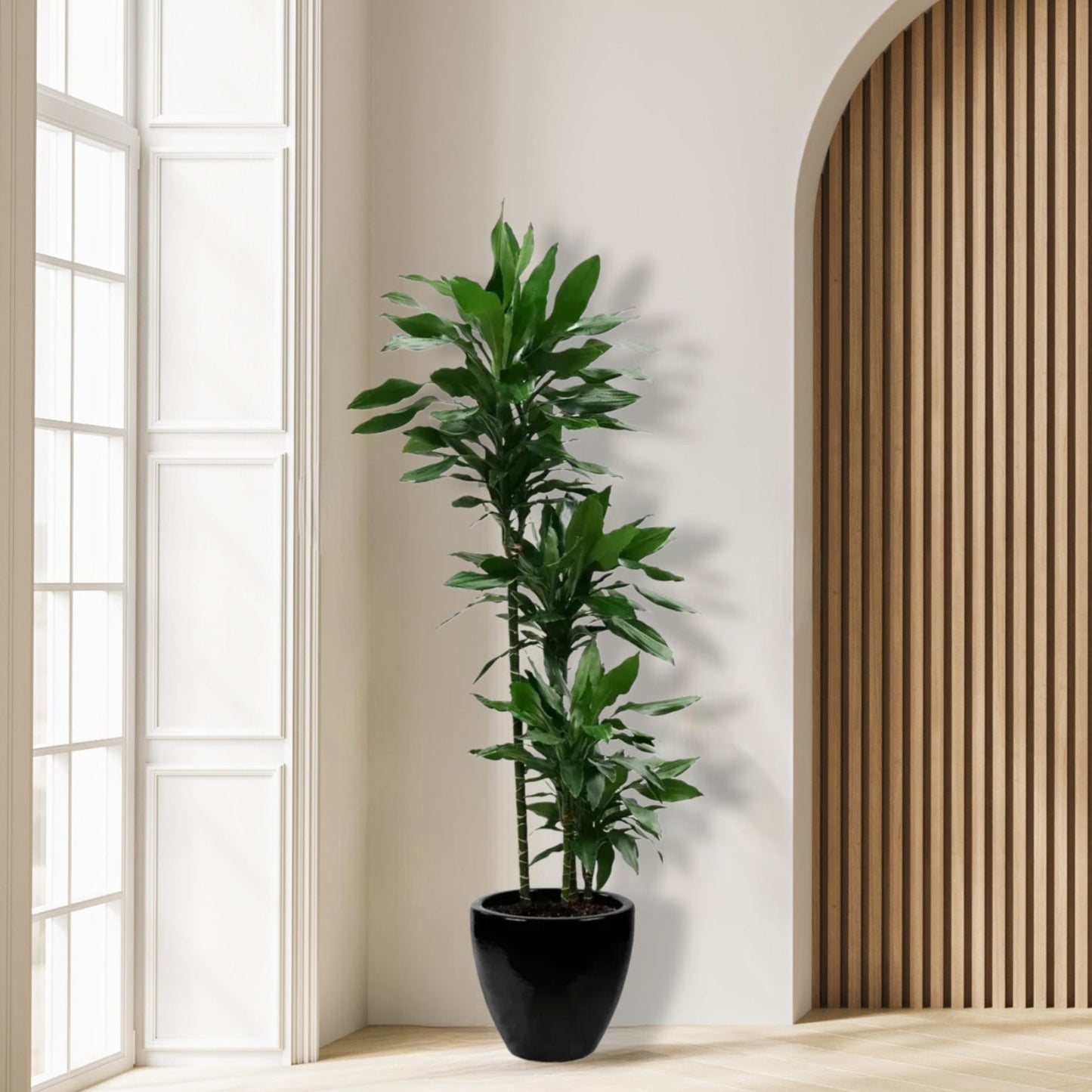 Dracena_Janet_Plant_in_Pot