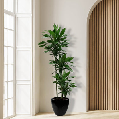 Dracena_Janet_Plant_in_Pot
