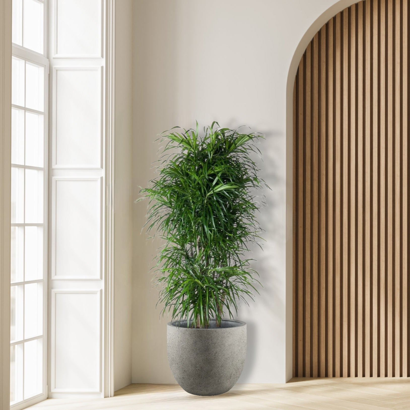 Dracena_Anita_Vertakt_Plant