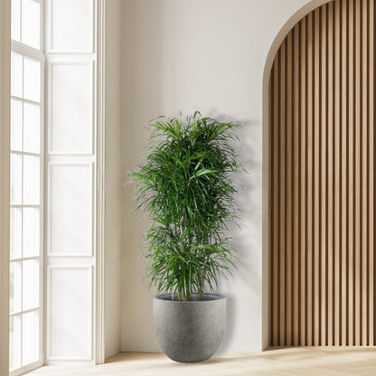 Dracena_Anita_Vertakt_Plant