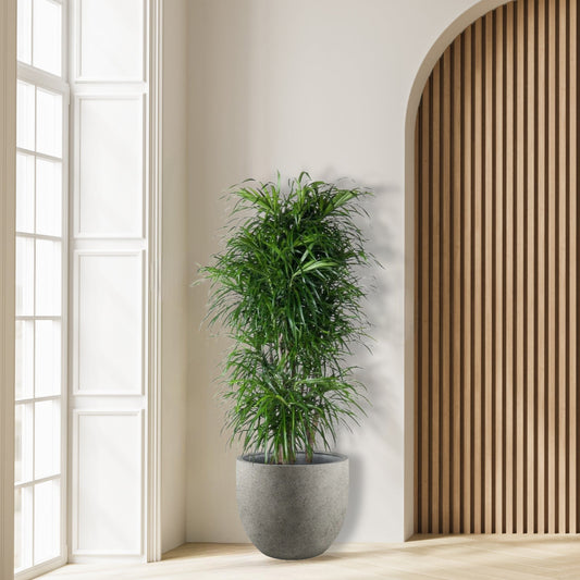 Dracena_Anita_Vertakt_Plant