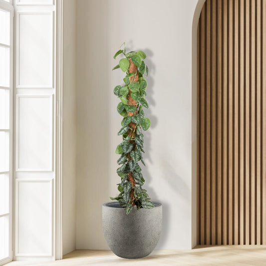 Epipremnum_PictusTrebie_Mosstok_klimplant