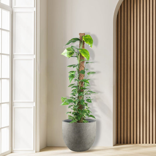 Epipremnum_Pinnatum_Mosstok_klimplant