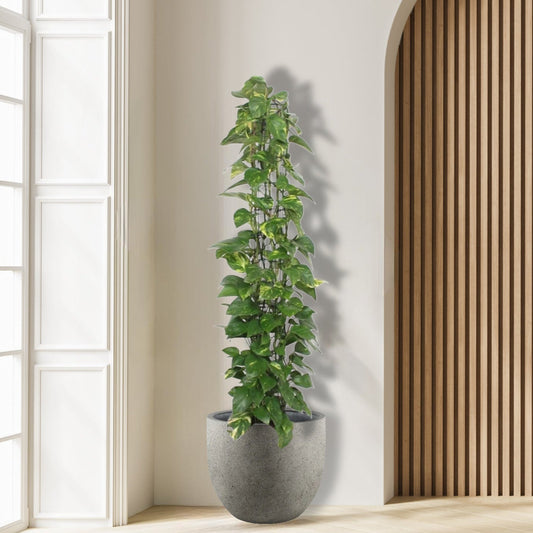 Epipremnum_Gaasrek_Plant