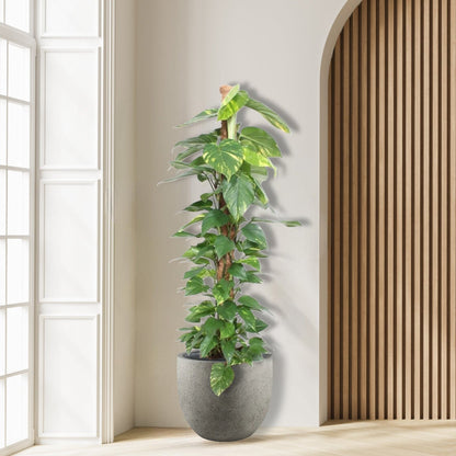 Epipremnum_Aureum_Mosstok_Hangplant