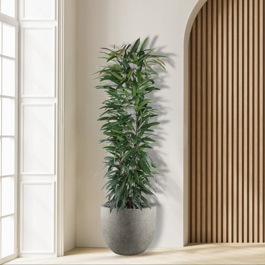 Ficus_Alii_King_Plant
