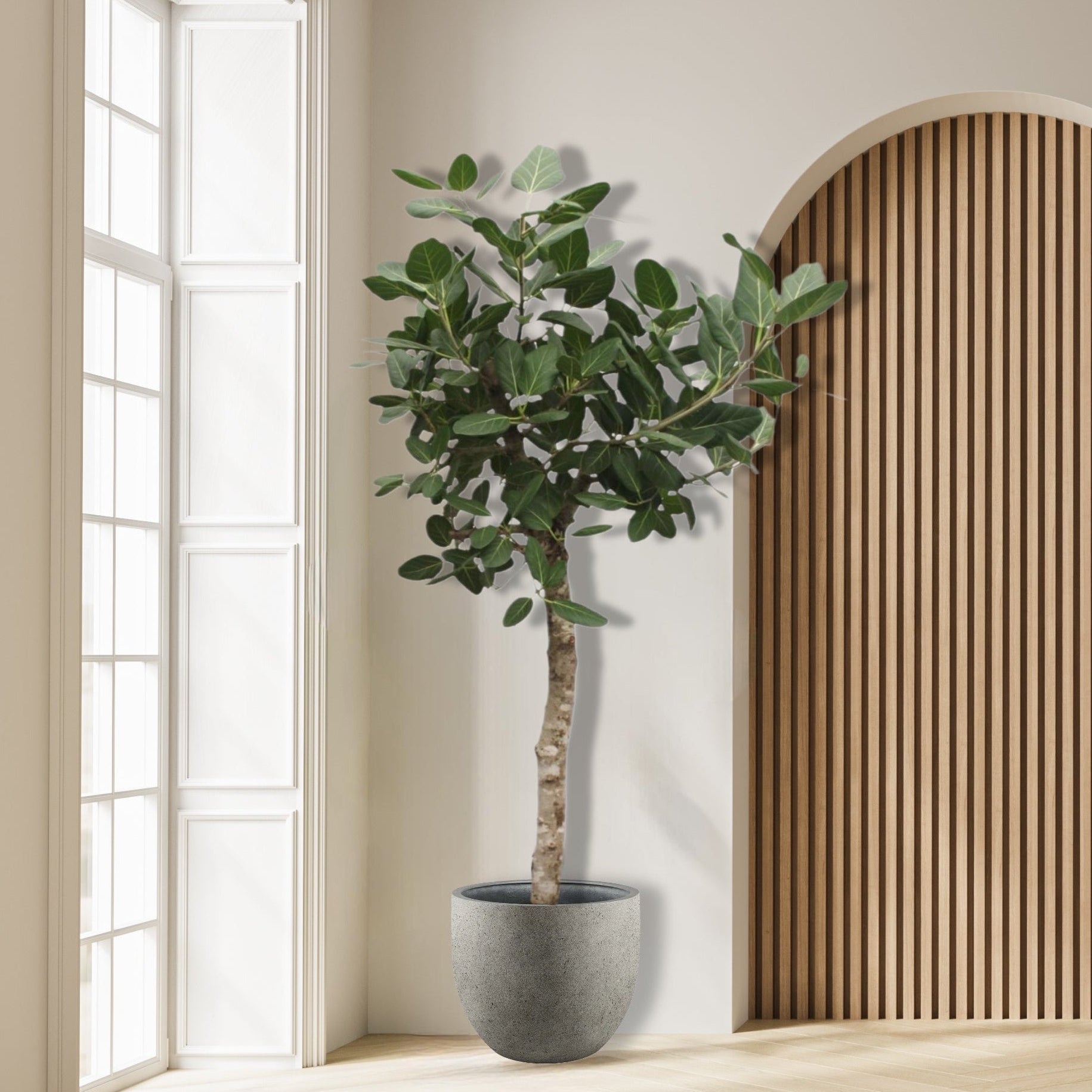 Ficus_Benghalensis_Boom