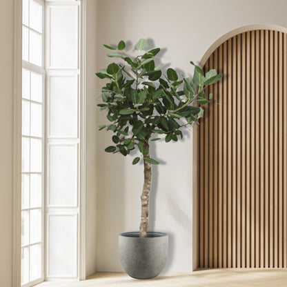 Ficus_Benghalensis_Boom
