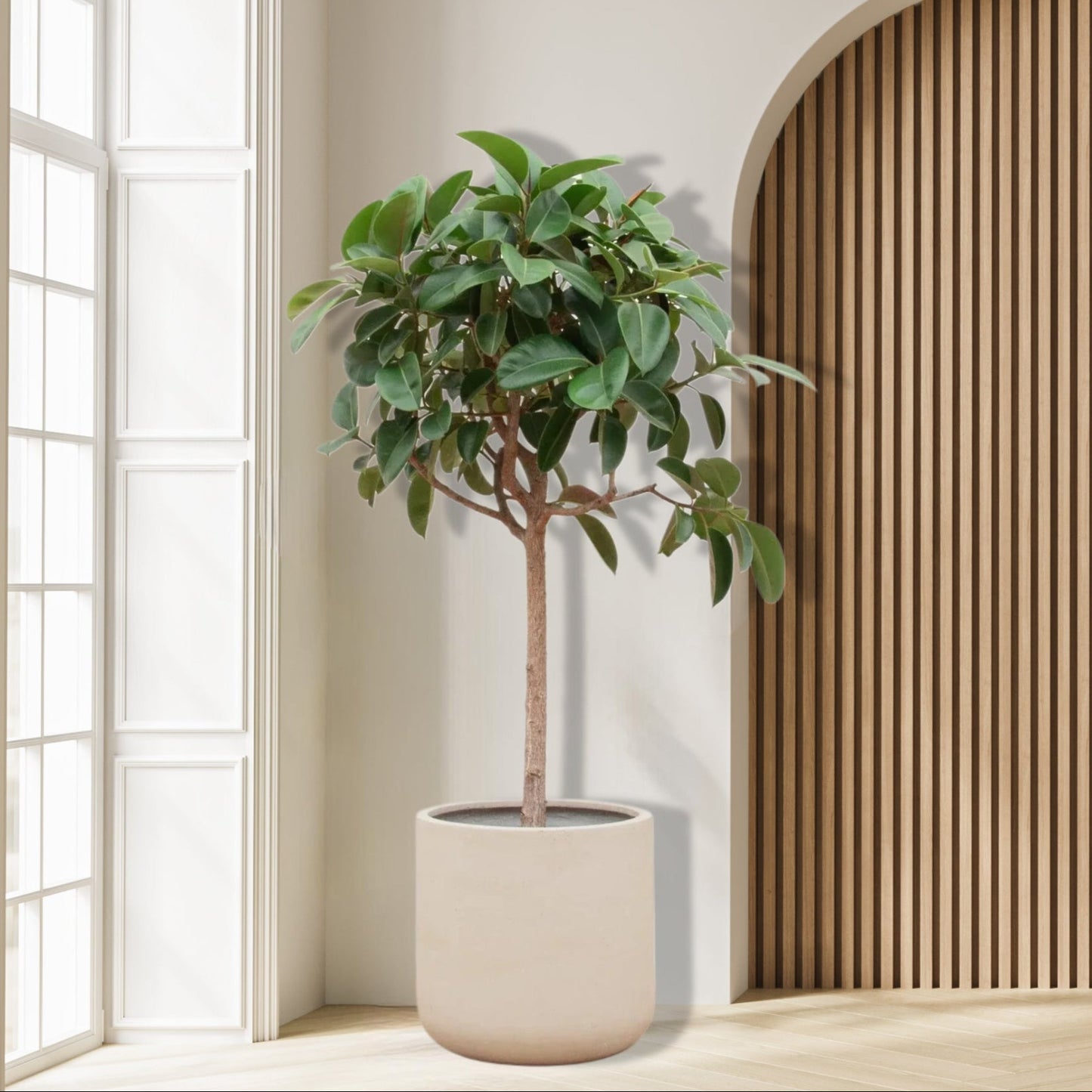 Ficus_Elastica_Robusta_190cm