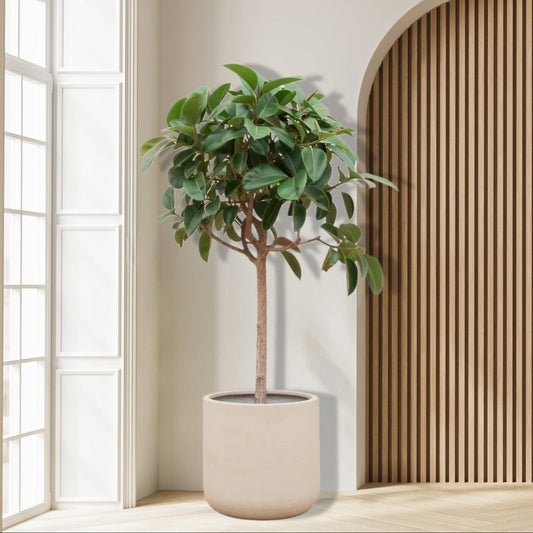 Ficus_Elastica_Robusta_190cm