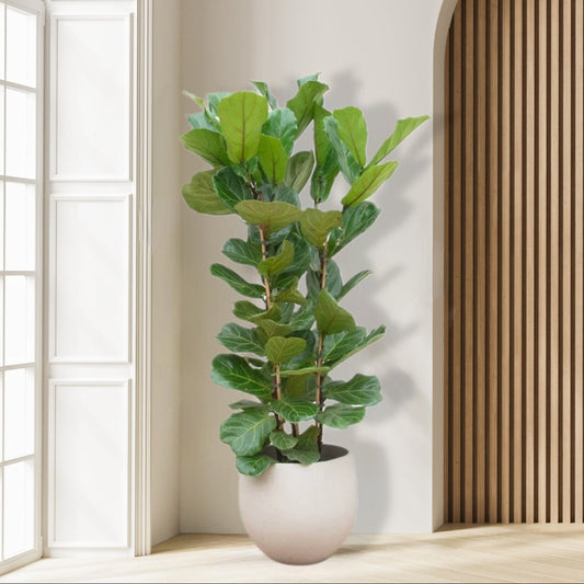 Ficus_Lyrata_Struik_Plant