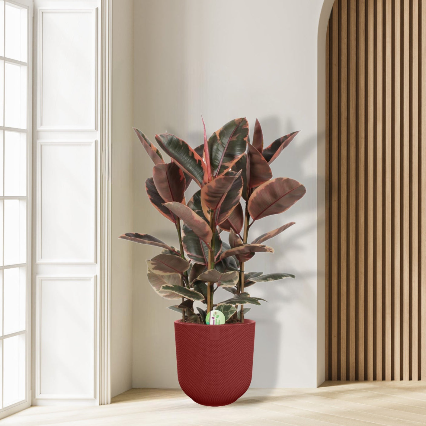 Ficus Elastica Belize - Ø27cm - ↕80cm