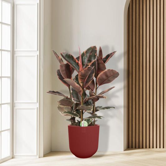 Ficus Elastica Belize - Ø27cm - ↕80cm