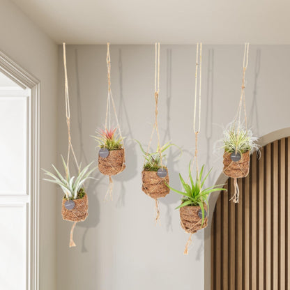 Planten Bundel | Kokodama Birdnest Tillandsia Mix - 8 stuks