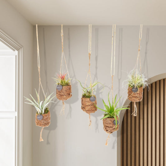 Planten Bundel | Kokodama Birdnest Tillandsia Mix - 8 stuks