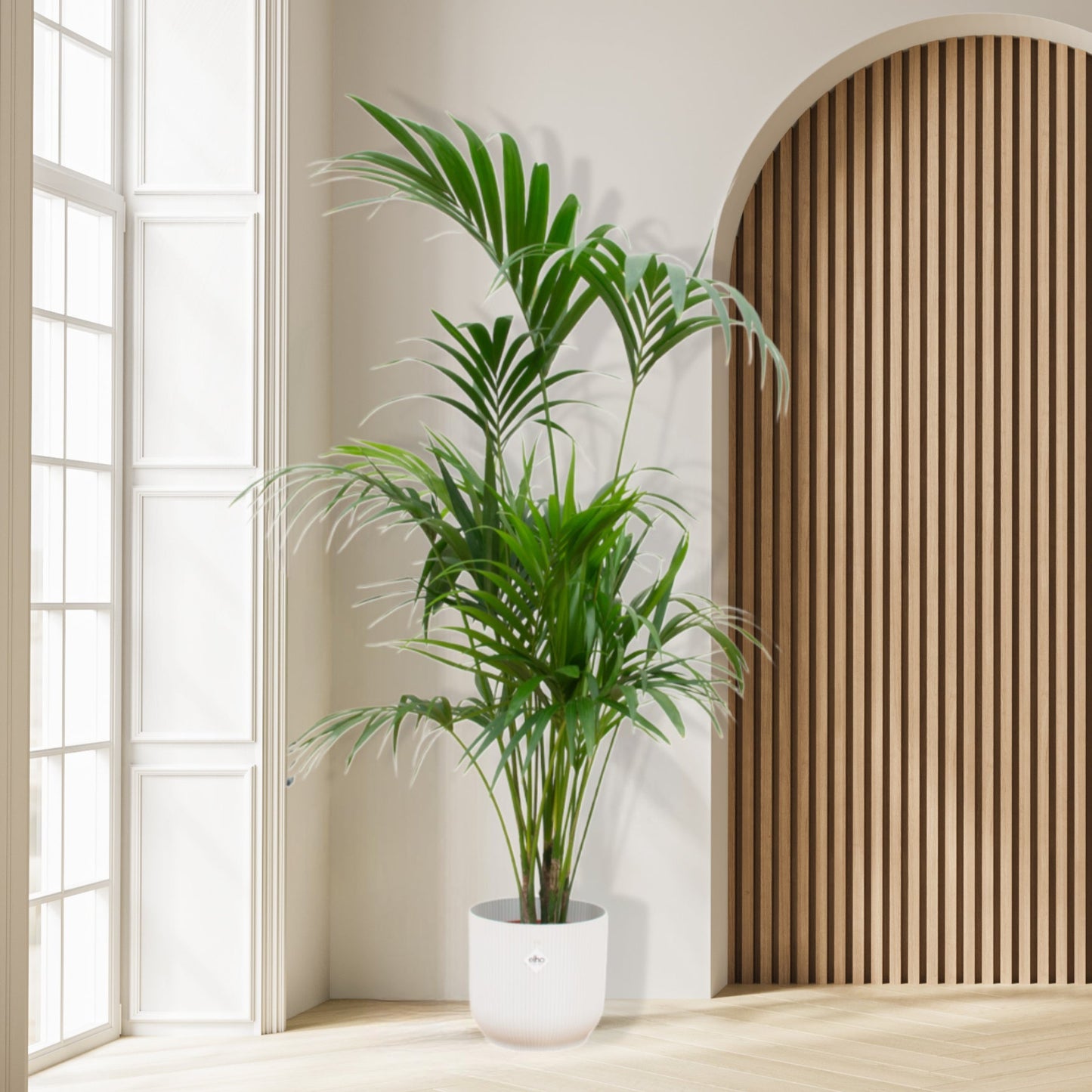 Combi deal - Kentia palm inclusief Pot | 180cm