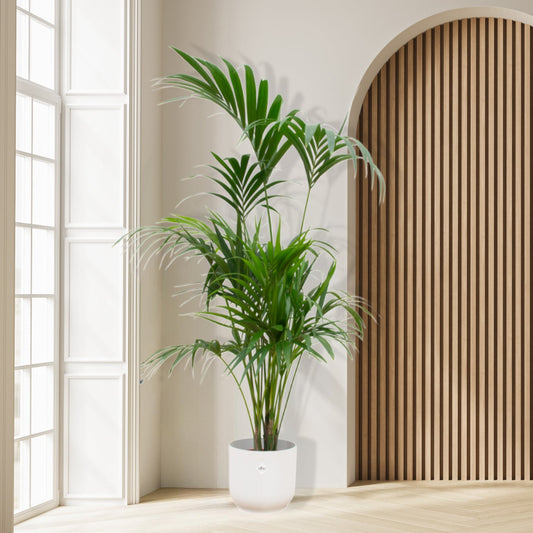 Combi deal - Kentia palm inclusief Pot | 180cm