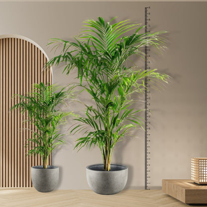 Kentia palm - 260cm tot 160cm