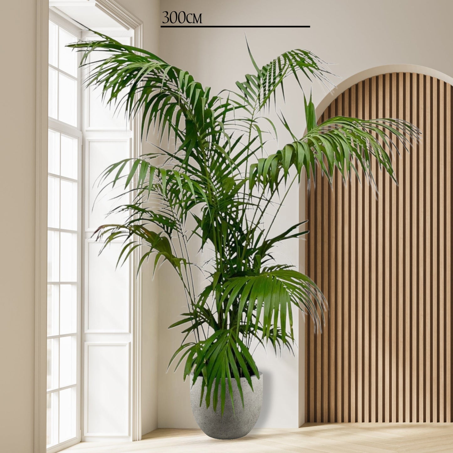 Kentia palm - 260cm tot 160cm