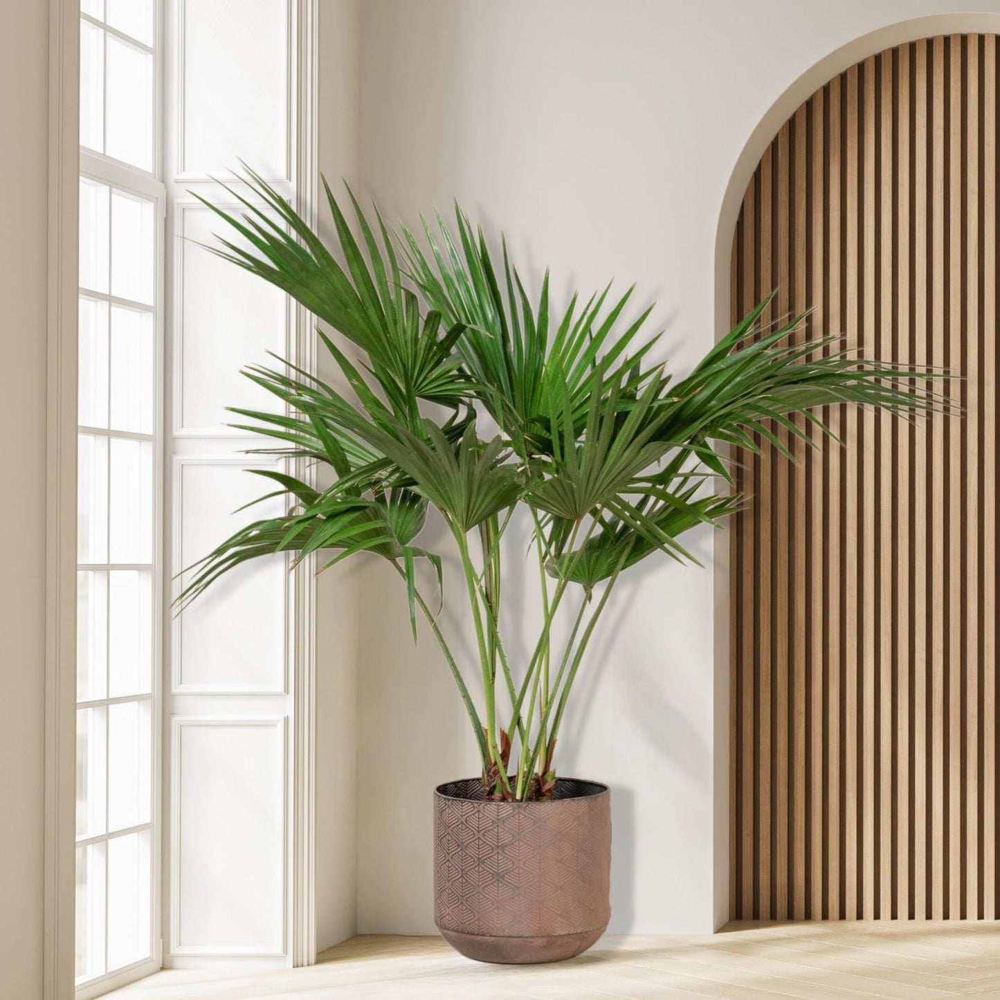 Livistona_Palm_Plant
