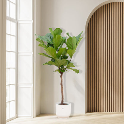 Ficus Lyrata stam inclusief Elho Vibes Pot - 150 cm
